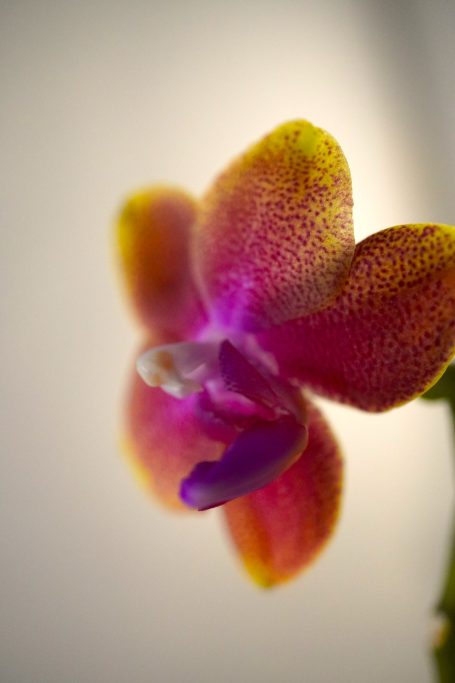 Orchidee Beauty