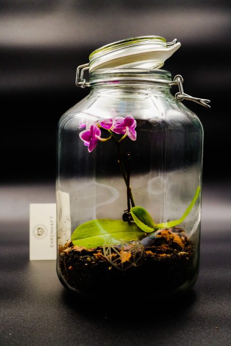 Orchidee im Glas